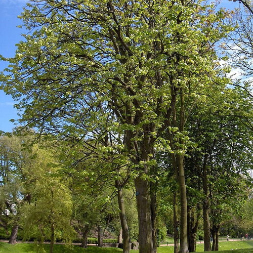 10 graines de tilleul à grandes feuilles, tilia platyphyllos