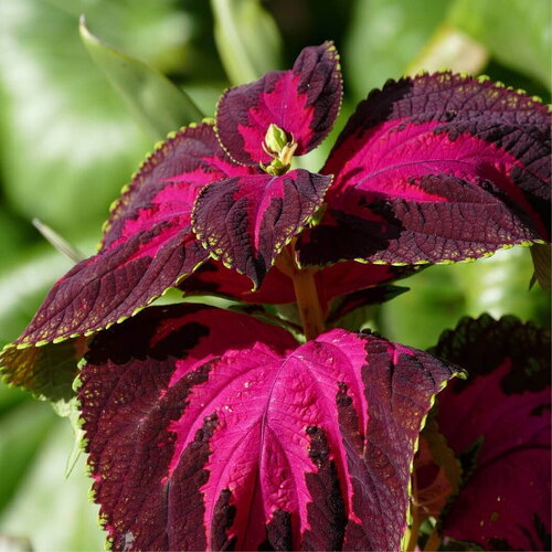 50 graines de coléus, coleus blumei