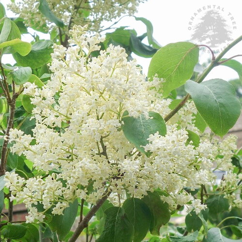 3 graines de lilas de pékin, syringa pekinensis