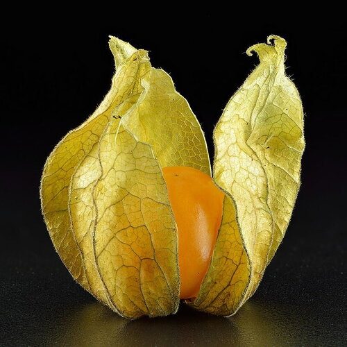 7 graines de coqueret du pérou, physalis peruviana, aguaymanto, topotopo, uchuva
