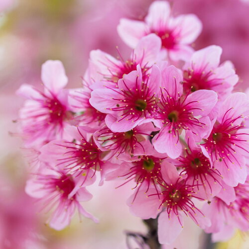 3 graines de prunus cerasoides, cerisier sauvage de l'himalaya, griotte