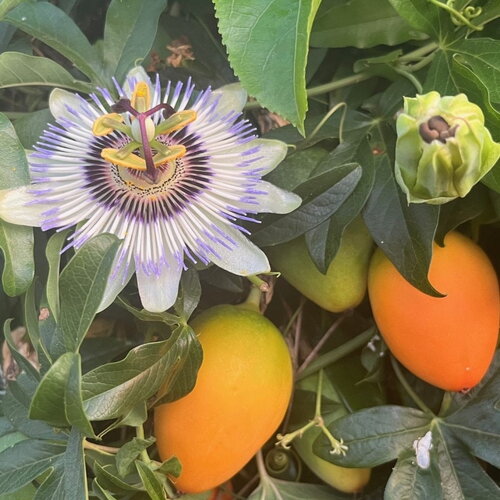 3 graines de passiflora caerulea, passiflore bleue