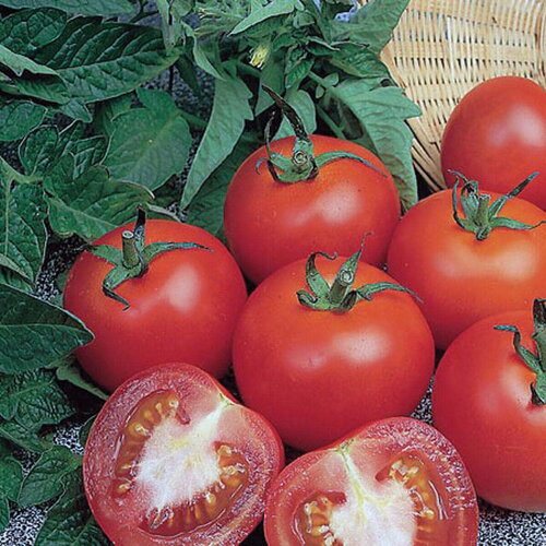 20 graines de tomate alicante rouge