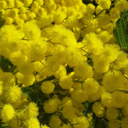 3 graines acacia dealbata, mimosa d'hiver