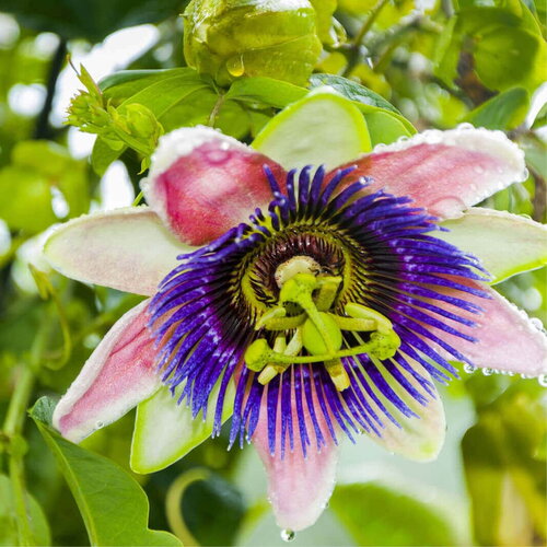 3 graines de passiflora edulis flavicarpa, fruit de la passion jaune