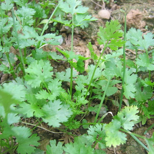 50 graines coriandrum sativum, coriandre slow bolt