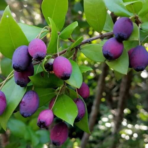 3 graines de myrte commun, myrtus communis