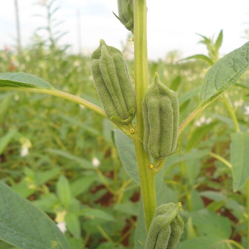 30 graines de sésame, sesamum indicum
