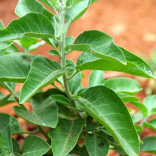 7 graines ashwagandha, withania somnifera, ginseng indien