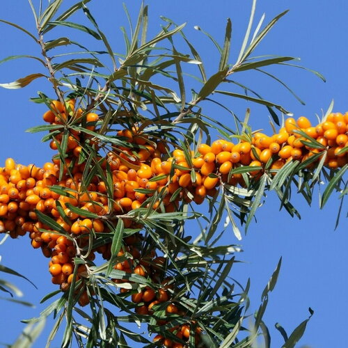 10 graines d' argousier hippophae rhamnoides sea buckthorn