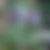 3 graines glycine corail , glycine australienne, hardenbergia comptoniana