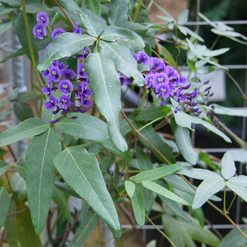 3 graines glycine corail , glycine australienne, hardenbergia comptoniana