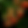 7 graines de buisson ardent, pyracantha angustifolia