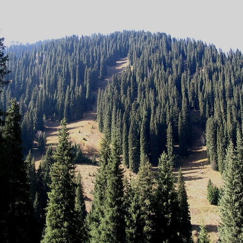 5 graines de épicéa de schrenk, picea schrenkiana
