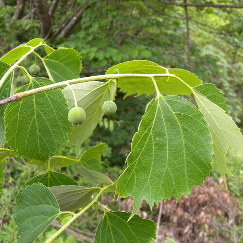 3 graines celtis koraiensis, micocoulier de corée