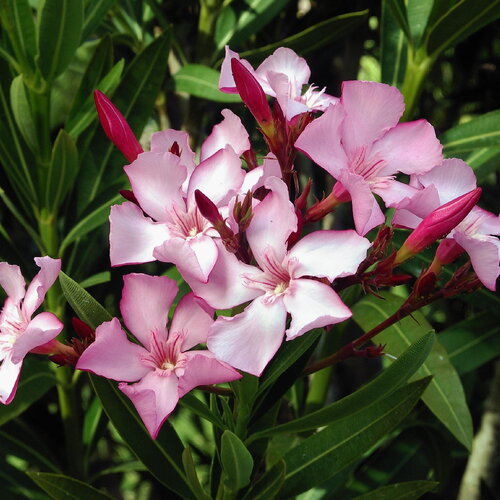 40 graines de laurier rose, nerium oleander