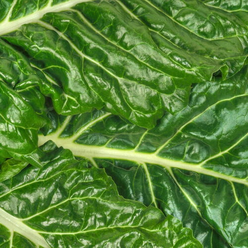 40 graines de poirée lucullus, beta vulgaris subsp. cicla var. flavescens