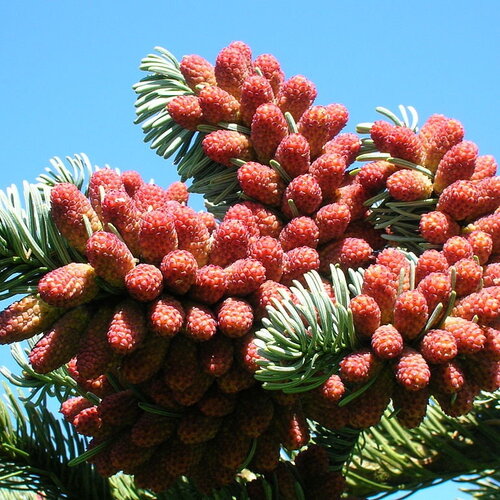 5 graines de sapin noble, abies procera, sapin de l’oregon