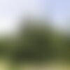 3 graines picea glauca, épinette blanche, idéal bonsaï