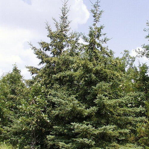 3 graines picea glauca, épinette blanche, idéal bonsaï
