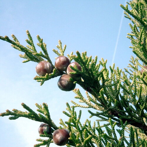 3 graines de genévrier de phénicie, genévrier rouge, juniperus phoenicea
