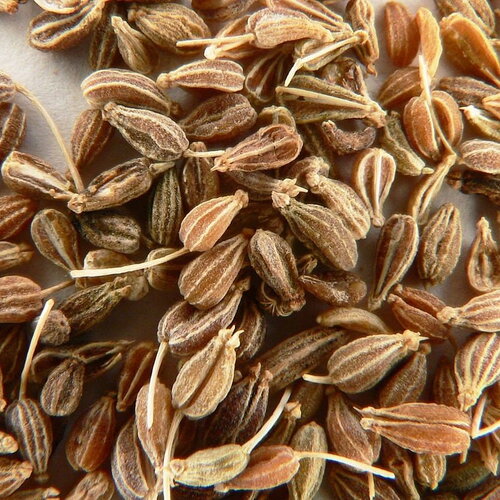 25 graines d'anis, anis vert, pimpinella anisum