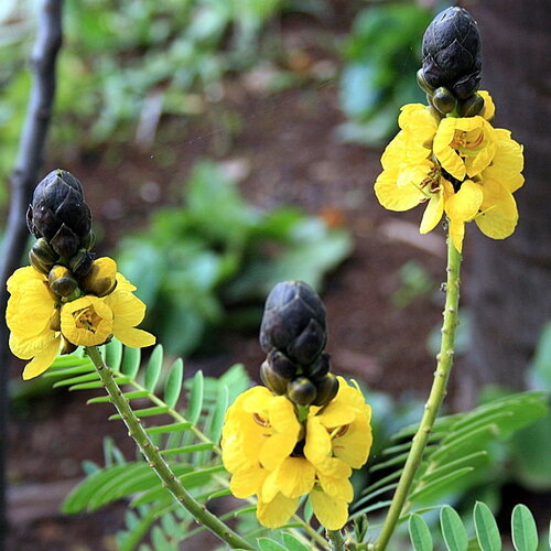 7 graines de cassia didymobotrya, senna didymobotrya