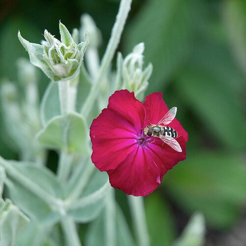 10 graines de coquelourde à fleurs rouges silene coronaria lychnis coronaria agrostemma coronaria coronaria coriacea