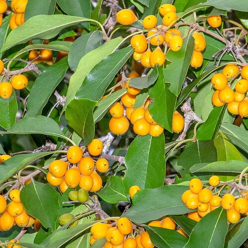7 graines de pittosporum rhombifolium, auranticarpa rhombifolia