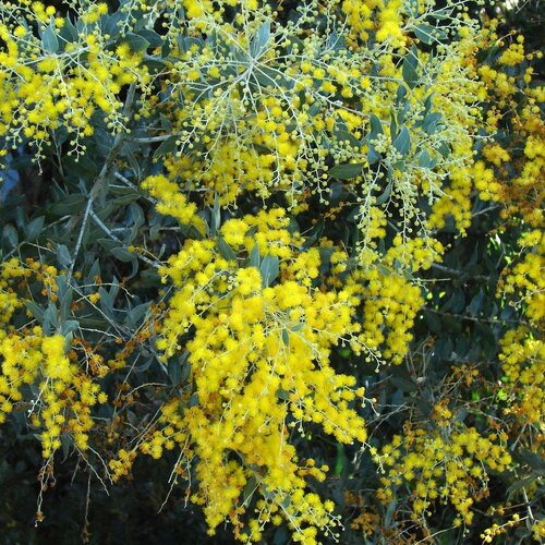 Graines acacia podalyriifolia, mimosa à feuilles de podalyria