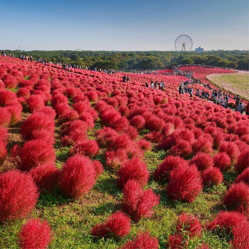 200 graines kochia scoparia, buisson ardent