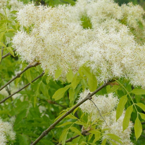 10 graines de frêne à fleurs, fraxinus ornus, frêne à manne, frêne orne