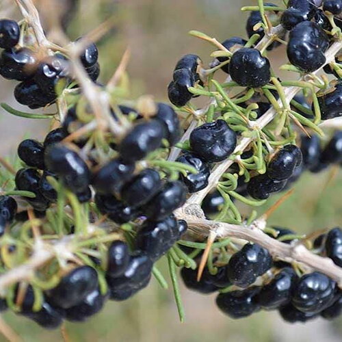 5 graines de baie de goji noir, lycium ruthenicum