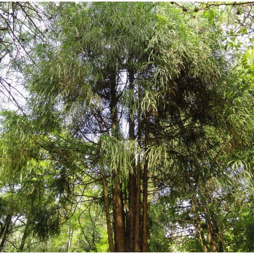 20 graines de taiwania flousiana, &quot;coffin tree&quot;
