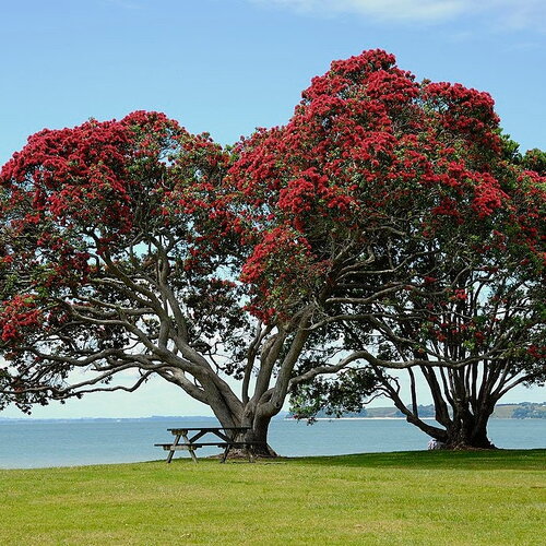 5 graines pohutukawa, metrosideros excelsa, arbre de noël de nouvelle-zélande