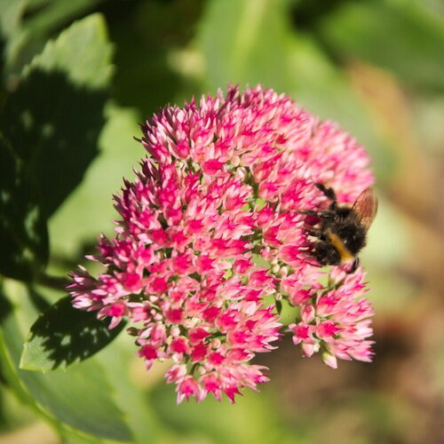 30 graines d'orpin, sedum telephium