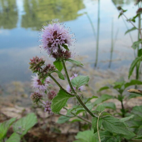 10 graines de mentha aquatica, menthe aquatique
