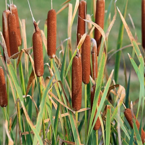 100 graines de massette à larges feuilles, typha latifolia, roseau à massette, rauche, quenouille