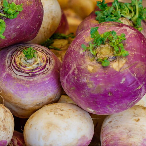50 graines de navet violet purple top milan, brassica rapa