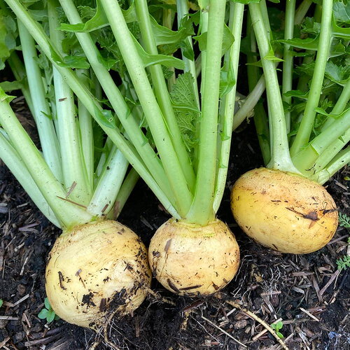 50 graines de navet jaune d'or golden ball, brassica rapa
