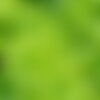 50 graines de laitue salad bowl verte, lactuca sativa