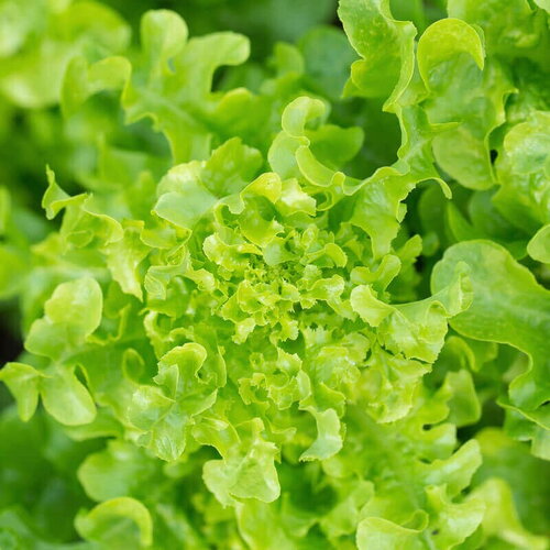 50 graines de laitue salad bowl verte, lactuca sativa