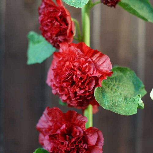 10 graines de rose trémière écarlate, alcea rosea chater's scarlet
