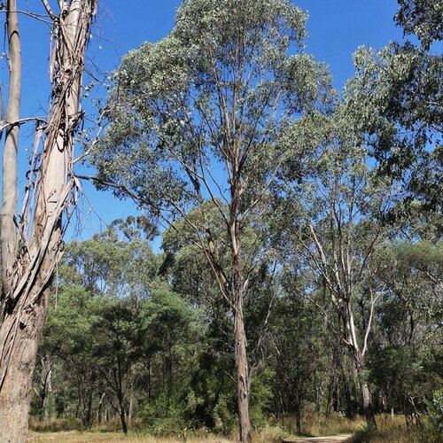 7 graines eucalyptus camphora, gommier des marais