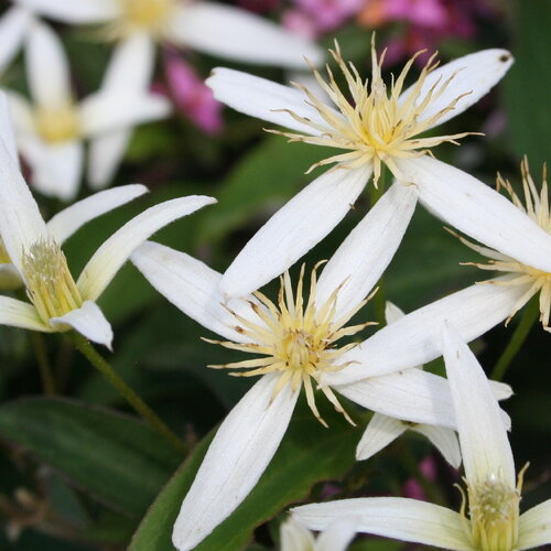 5 graines de clematis aristata, clématite d'australie