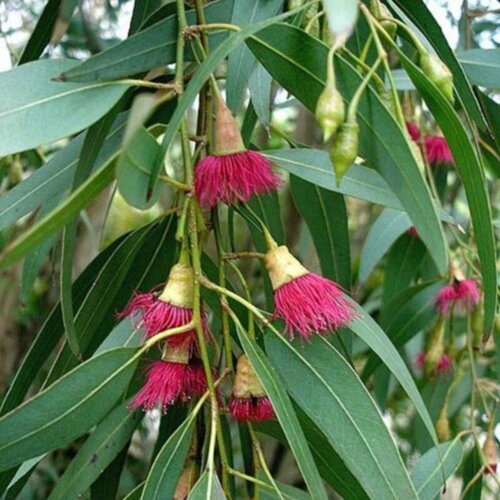 3 graines eucalyptus leucoxylon rosea, gommier jaune à fleurs roses