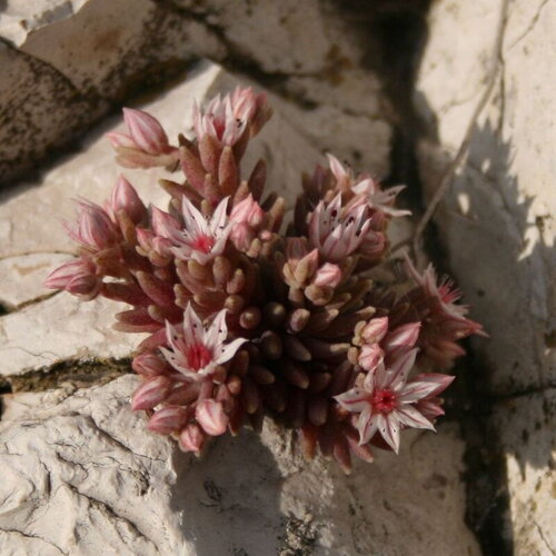 30 graines sedum hispanicum, orpin d'espagne
