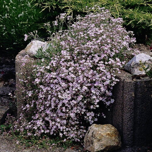 50 graines de gypsophile rampante rose, gypsophila repens rosea