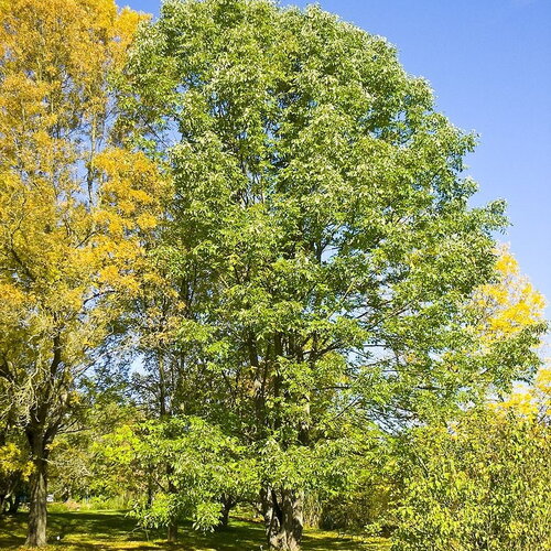 3 graines de frêne blanc, fraxinus americana, frêne d'amérique, franc frêne