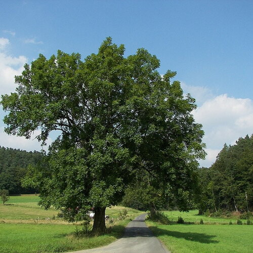 3 graines de frêne élevé, frêne commun, fraxinus excelsior